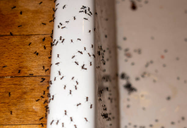 Best Pest Control Near Me  in Waverly, VA